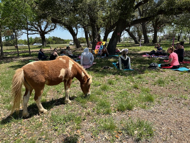 healing horses